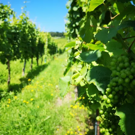 Alojamento de Acomodação e Pequeno-almoço D'hôtes Arnold 3*